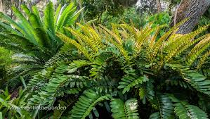 Image result for Zamia furfuracea