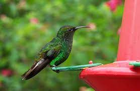 Pe pielea noastră sunt mai multe organisme vii, decât oameni pe pământ! Pasarea Colibri Toate Animalele