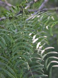 Image result for Prosopis glandulosa