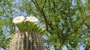 This video teaches you how to harvest cactus seeds the most practical way. Cactus Flowers Are Indeed Bad Girls