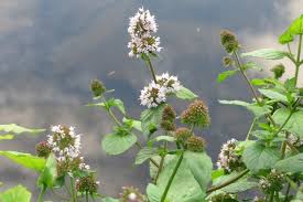 Image result for Mentha aquatica