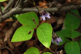 Image result for Amphicarpaea