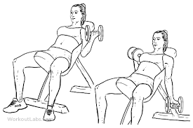 They're on absolute fire after every set. Seated Alternating Incline Bench Dumbbell Curls Workoutlabs Exercise Guide
