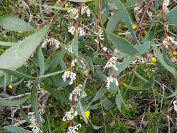 Image result for Cyclocarpa