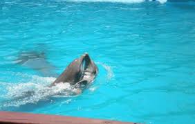7,333 likes · 535 talking about this. Manati Park Bavaro Punta Cana Ticket Price Timings Address Triphobo