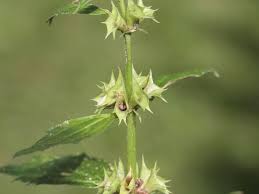 Image result for Lamium galeobdolon