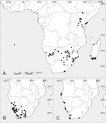Image result for Hypertelis bowkeriana