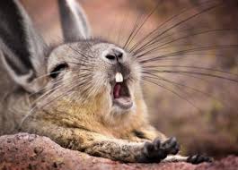 Image result for viscacha