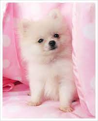 Teacup Pomeranian Pomeranian Puppy Puppies Baby Animals
