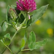 Image result for Trifolium multinerve