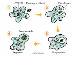 Amoeba on microscope slide created on gifs.com>. Facts About Amoeba Rs Science