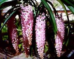photo and some information about rhyncostylis retusa orchids flowers photo