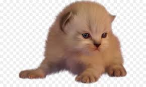 We did not find results for: Kitten Maine Coon Katze Munchkin Cat Siamkatze Katze Perserkatze Katzchen Png Herunterladen 670 523 Kostenlos Transparent Katze Png Herunterladen