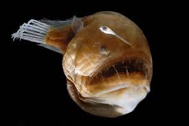 Pictures of Otis Barton