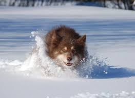 Alizarin Testing Out The Snow For Run Ability I Think The Grin On His Face Says He Approves Silly Ali