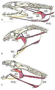 Moray Eels Attack Alien Style With Second Pair Of Jaws Not Exactly Rocket Science Draw the first ear then the bottom of the head. moray eels attack alien style with