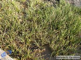 Image result for Cyperus laevigatus