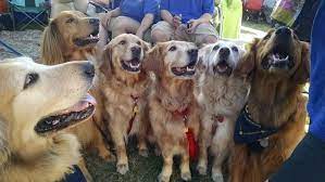 Southern California Golden Retriever Rescue Home Facebook