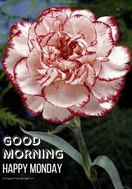 Monday good morning flowers images. 60 Best Good Morning Monday Images 2021