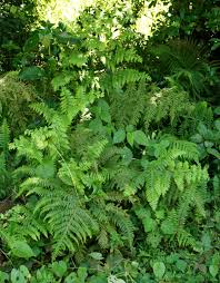 Image result for Microlepia speluncae