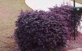 We include the species and varieties that perform well in these conditions: Purple Diamond Loropetalum 5 X 5 Purple Shrubs Garden Shrubs Low Growing Shrubs