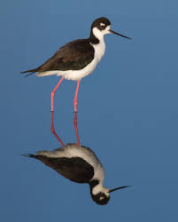 Black Bird With Blue Neck Black Neck Birds Stilts