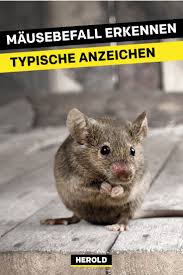 So Wirst Du Mause Im Haus Los Maus Im Haus Schadlinge Im Haus Ameisen Im Haus