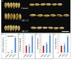 Osgrf4 Overexpression Increases Rice Grain Size And Weight A Grain Download Scientific Diagram