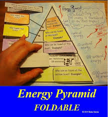 Energy Pyramid Foldable Welcome To Mrs G S Classroom Biology Classroom Middle School Science Science Lessons