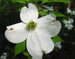 Dogwood Home Garden Information Center