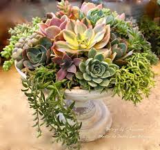50 Stunning Ideas Diy Succulents For Indoor Decorations Sukkulenten Sukkulenten Diy Pflanzen