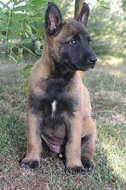 Belgian Shepherd Dog Malinois Wikipedia The Free Encyclopedia Belgian Malinois Puppies Malinois Puppies Belgian Malinois Dog