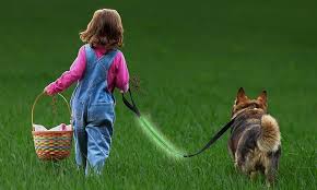 Coleman Led Light Up Dog Leash Groupon Goods