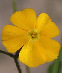 Image result for Tricliceras mossambicense