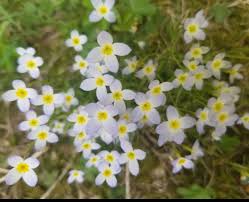 Image result for Hylebates