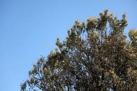 Image result for Tarchonanthus camphoratus