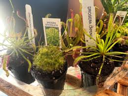 Image result for Rotala capensis