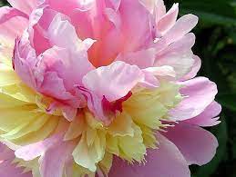 Sundae Frock Most Beautiful Flowers Beautiful Flowers Love Flowers