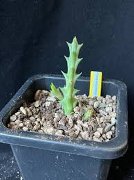 Image result for Euphorbia halipedicola