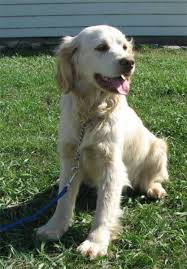 Goldens