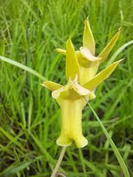 Image result for Eulophia flavopurpurea
