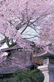 Blossom Tree Cherry Blossom Japan Japanese Garden Japan Places