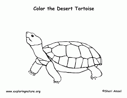 Dolphins jump and splash coloring page is quite popular among our users. Tortoise Coloring Pages To Print Coloring Home