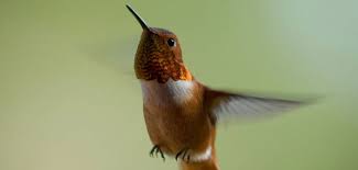 The hummingbirds are set to arrive in minnesota around the first week of may. U S Fish And Wildlife Service Midwest Region Statement On Rufous Hummingbird Captured In St Paul Minnesota U S Fish And Wildlife Service Midwest Region