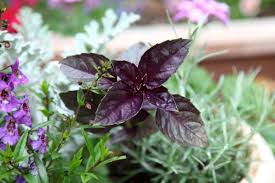 Image result for sanvitalia combine in pots