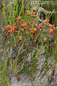 Image result for Hermannia