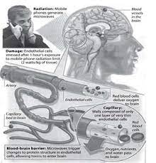 Effect Of Cell Phone Radiation On Brain Download Scientific Diagram