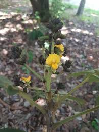 Image result for Centrolobium robustum