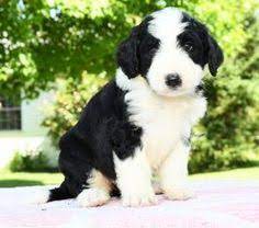 Delivered to your home, or an airport near you! 51 Bernedoodle Puppy Ideas In 2021 Bernedoodle Puppy Bernedoodle Puppies