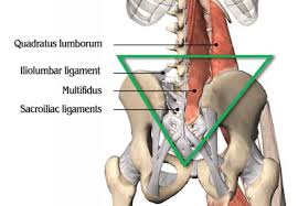 Muscle pain may cause lower back spasms, making it hard to move. Protective Muscle Spasm